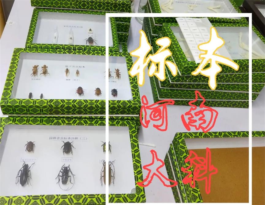 簡(jiǎn)單制作生物標(biāo)本、切片的方法